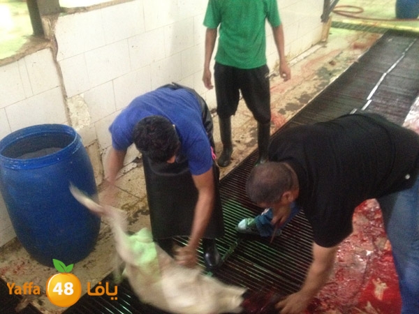 3omranludnnw (49).JPG